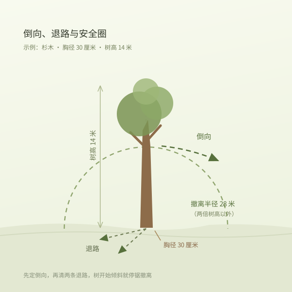 倒树方向与安全距离示意:树高、倒向、两倍树高安全圈、退路